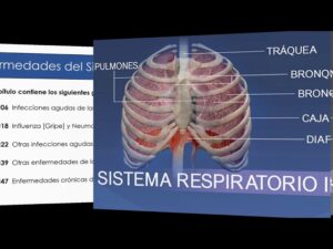 Enfermedades-del-sistema-respiratorio