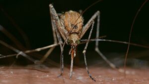 Prevencion-de-enfermedades-transmitidas-por-insectos-malaria-dengue-fiebre-amarilla