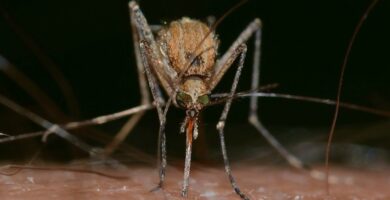 Prevencion de enfermedades transmitidas por insectos malaria dengue fiebre amarilla
