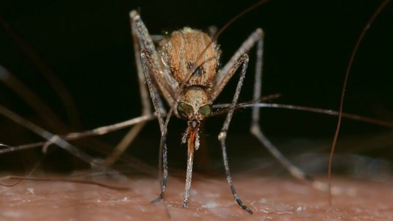 Prevencion de enfermedades transmitidas por insectos malaria dengue fiebre amarilla